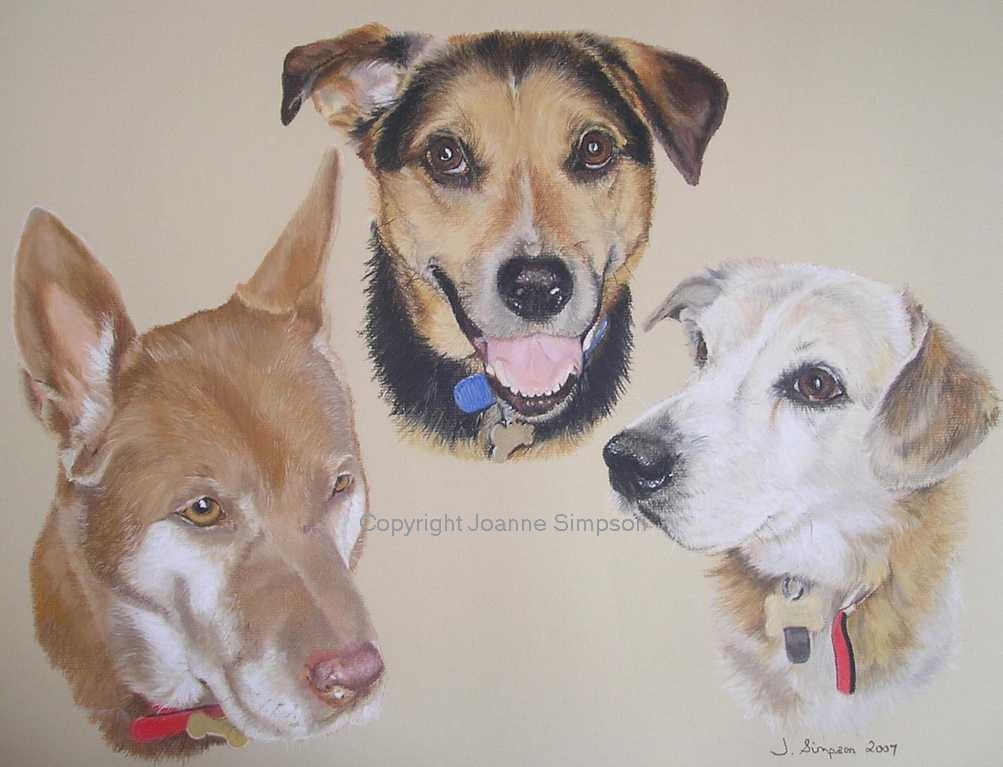 Multi cross breed pet portrait by Joanne Simpson.